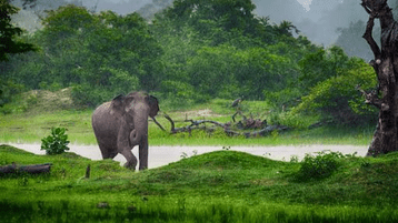 Alles, was du für eine Reise nach Sri Lanka wissen musst